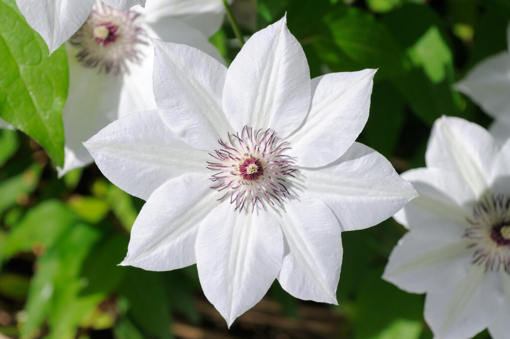 Create intrigue in your garden by growing clematis or other flowering vines. (Shutterstock)
