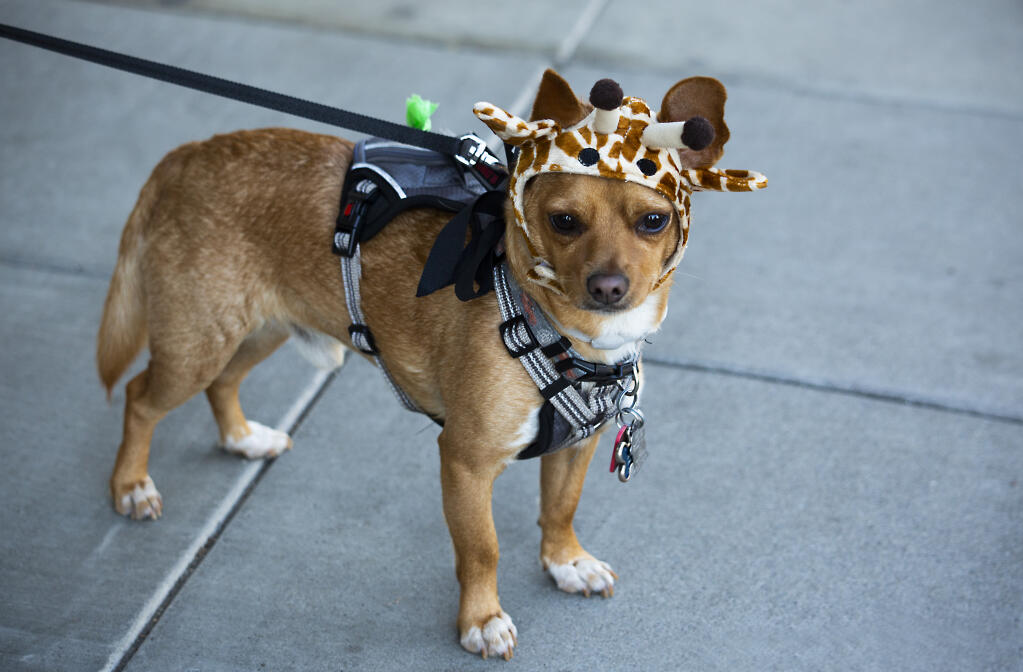 Dogs can walk around the Plaza, but aren’t allowed on the grass, like this Halloween pooch on Friday, Oct 29, 2021. (Photo by Robbi Pengelly/Index-Tribune)