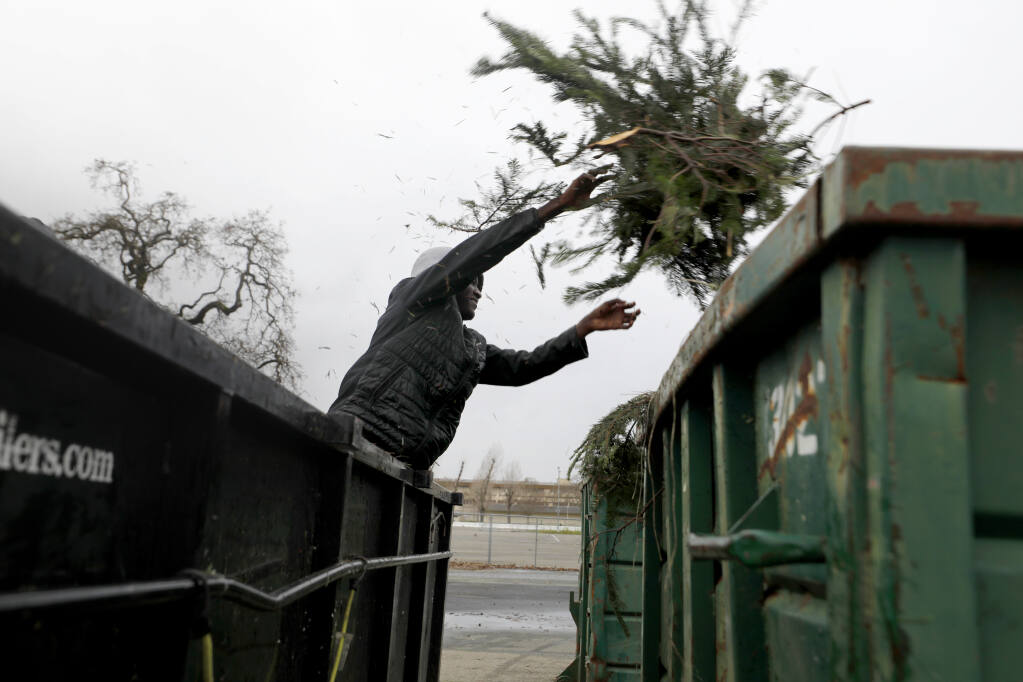 Max Mwaniki, 17, an employee of Crazy Rudolph's Christmas trees, tosses branches from the tree lot into a recycling dumpster at the Sonoma County Fairgrounds in Santa Rosa, Calif., on Tuesday, Dec. 28, 2021. (Beth Schlanker/The Press Democrat)