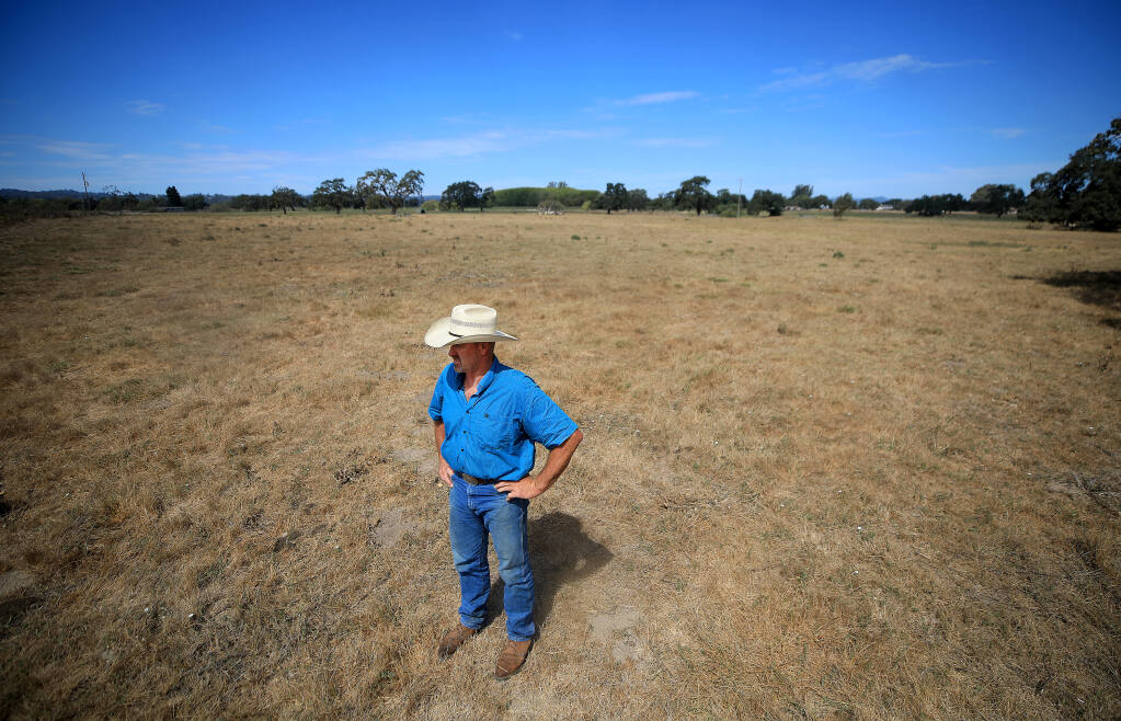 Doug Beretta was told there would be no water restrictions on wastewater to irrigate his cattle pastures, but in June, a 30% cap was put on his usage from the Laguna waste water plant. He waters fields three days a week and most are turning brown due to the hot summer days and below average rainfall, Friday, August 14, 2020 in Santa Rosa. (Kent Porter / The Press Democrat) 2020