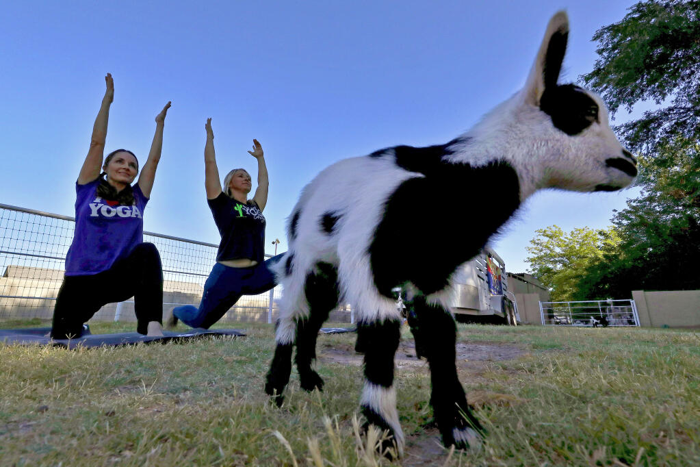 Visit Charlie’s Acres in Sonoma for a session of goat yoga on Saturday, April 3. (Matt York / Associated Pres)