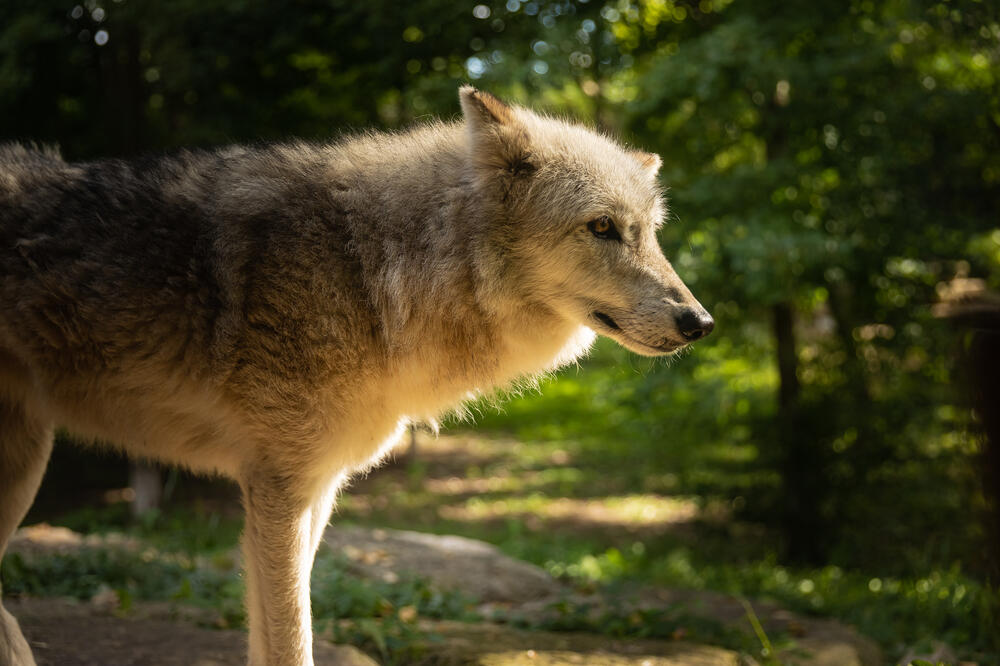 A gray wolf (MackBoRoss / Shutterstock)