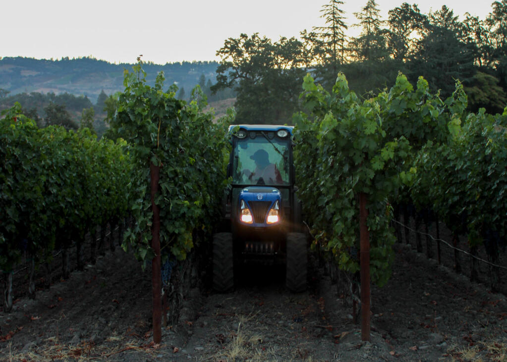 Workers with Piña Vineyard Management pick grapes for sauvignon blanc Aug. 28 in St. Helena. (Napa Valley Grapegrowers)