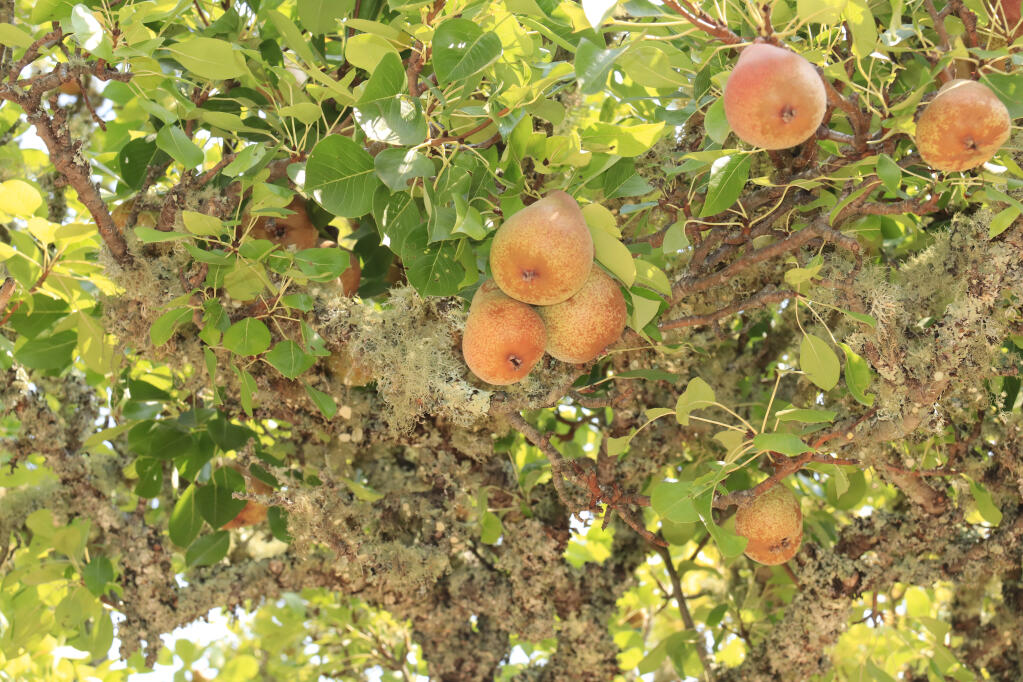 Bartlett pears nearing harvest. (Christian Kallen/Sonoma Index-Tribune)