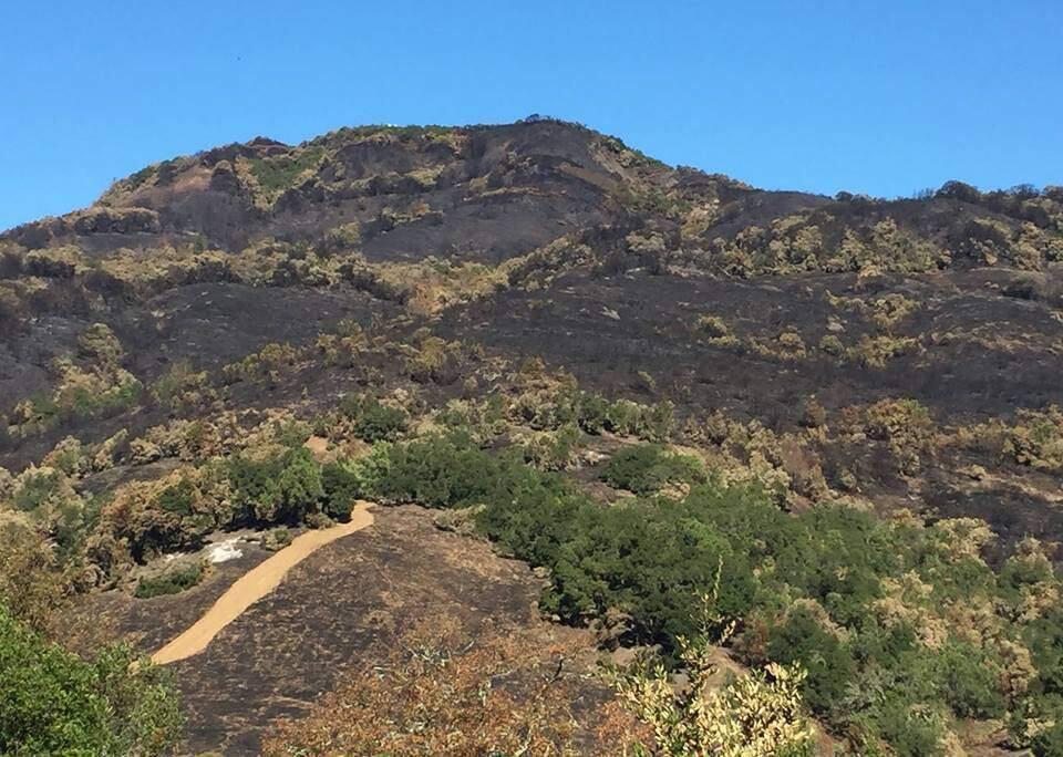 The 627 plants seized at Sugarloaf were being grown in a burn area from the 2017 Sonoma Complex fires, according to State Parks officials.