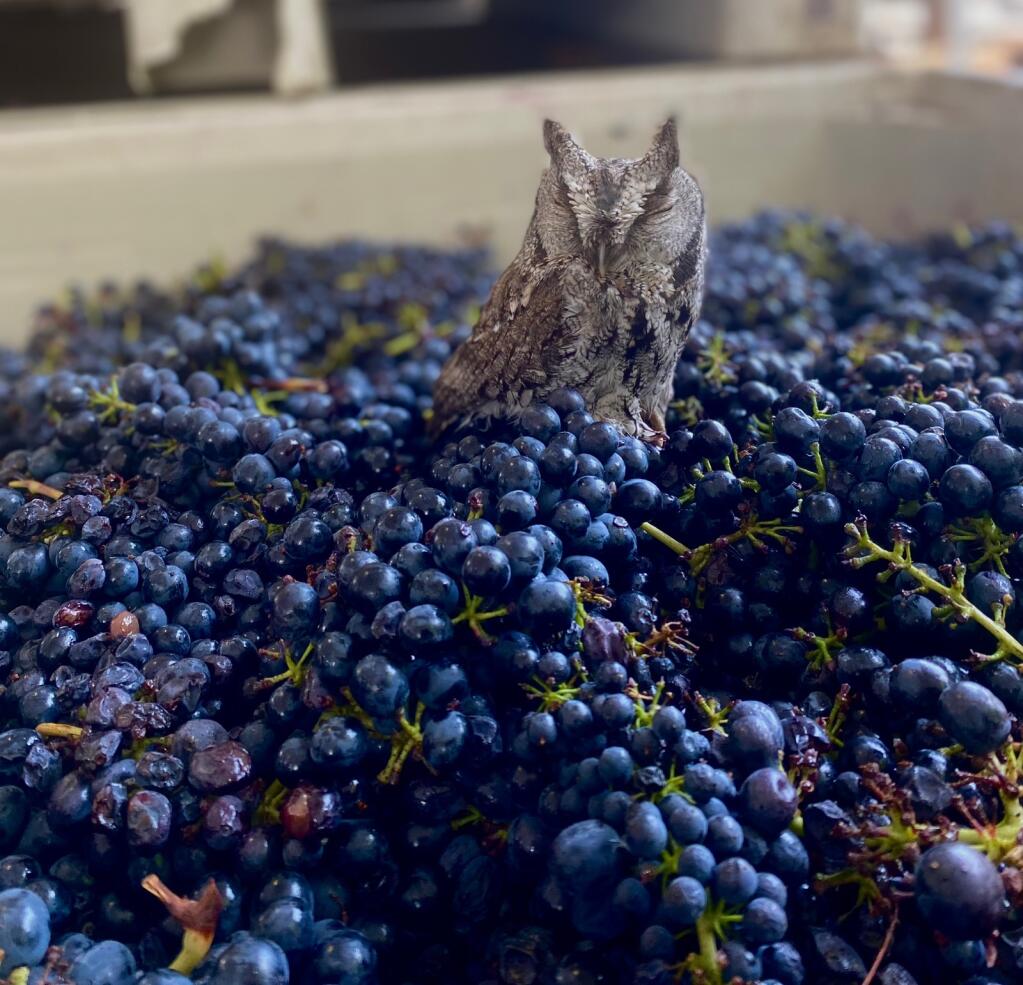A screech owl was discovered in a transport bin filled with syrah grapes that had traveled from a vineyard in Annapolis to the Hartford Family Wines facility in Forestville. The owl was treated at The Bird Rescue Center of Sonoma County and released. (Tiaan Lordan)