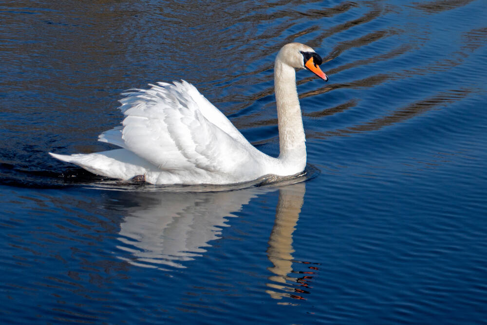 The role of a wealth adviser can be explained perfectly by the analogy of a swan swimming in a pond. (James Michael Morris / Shutterstock)