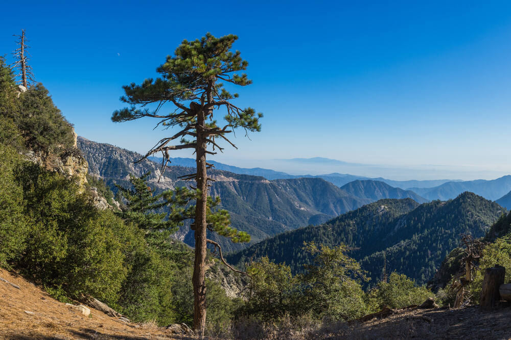 Angeles National Forest (kenkistler/Shutterstock)