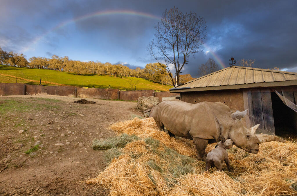 A rainbow appeared to the cheers of Safari West handlers an hour after the birth of the first baby white rhino at Safari West near Santa Rosa, Sunday April 2, 2023. (John Burgess / The Press Democrat)