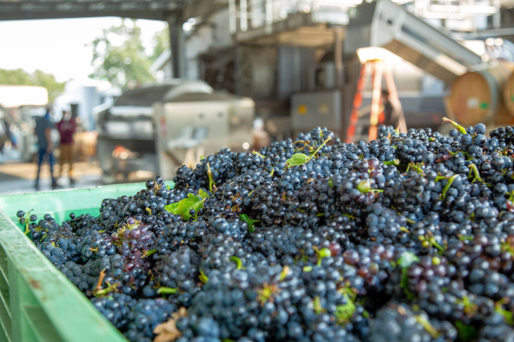 Estate-grown Russian River Valley pinot noir arrives at DeLoach Vineyards winery in west Sonoma County in August 2021. (Facebook)