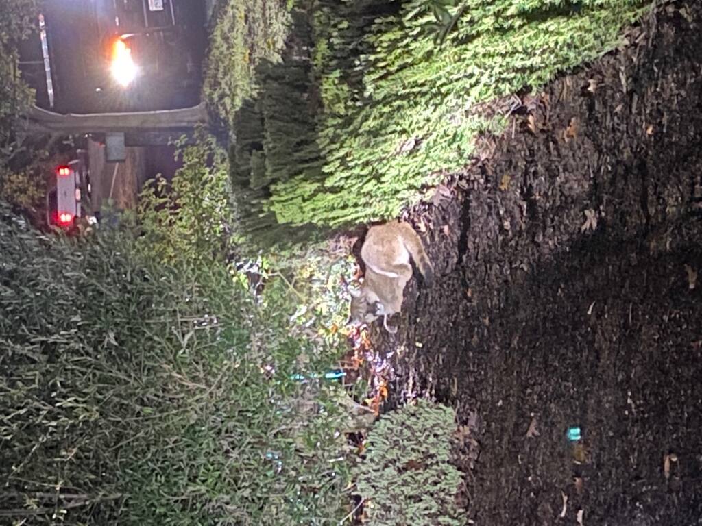 A mountain lion was tranquilized on Tuesday, Oct. 26, 2021, after it was seen in the area of St. Francis Road and De Soto Drive in Santa Rosa. (Santa Rosa Police Department)