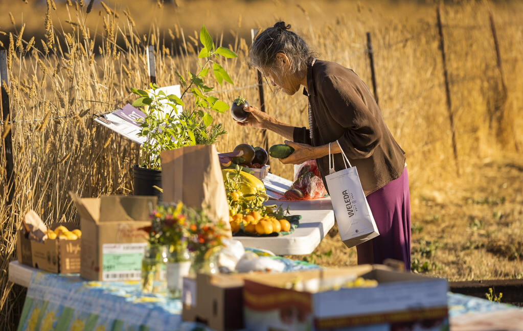 Sebastopol resident Sil Yin selects produce from home gardeners at the twice-monthly produce exchange at the Sebastopol Grange on Thursday, Sept. 30, 2021. (John Burgess / The Press Democrat)