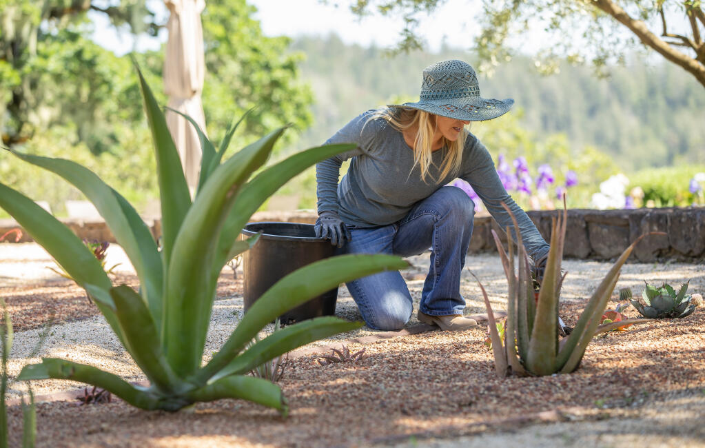 Garden designer Lisa Mattson tends a peach-colored Aloe barbadensis in a Geyservile garden she redesigned with all succulents, In the foreground is an Octopus Agave. (Chad Surmick / The Press Democrat)