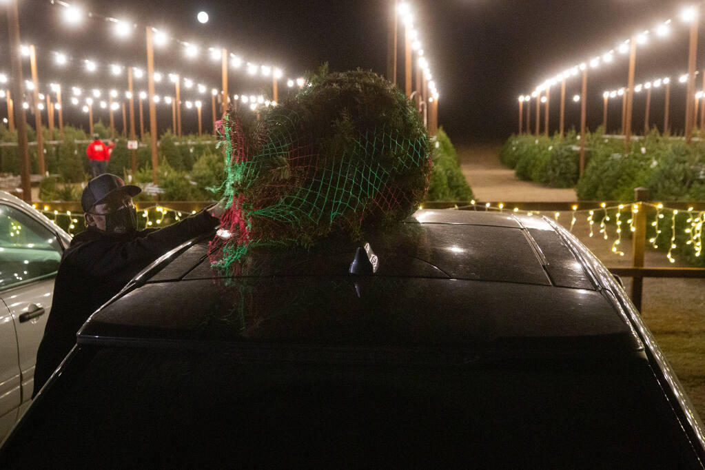 Mickelson Christmas Trees owner Trevor Mickelson places a customer's Christmas tree on the roof of their vehicle, in Petaluma, California, on Tuesday, December 1, 2020. (Alvin A.H. Jornada / The Press Democrat)