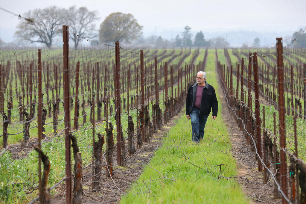 Atlas Vineyard Management viticulture advisor Francisco Araujo walks through a row of pinot noir vines at Benovia Winery in Santa Rosa, Monday, March 18, 2024.  (Christopher Chung / The Press Democrat)
