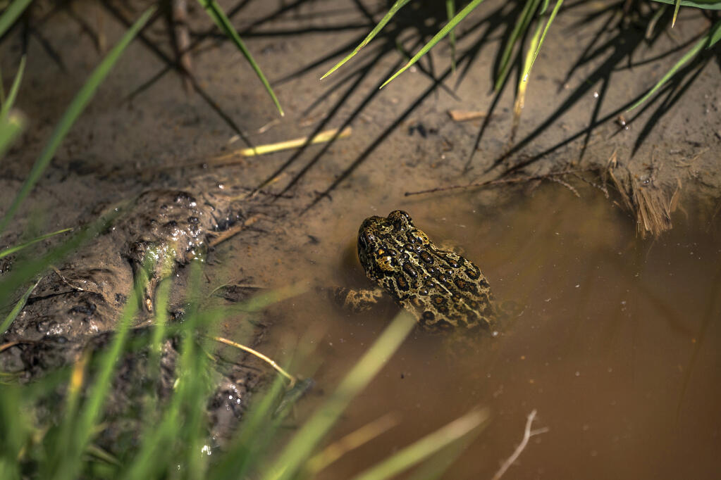FILE - A Dixie Valley toad is seen around the hot spring-fed wetland in the Dixie Valley in Fallon, Nev., Wednesday, May 4, 2022. (Salwan Georges/The Washington Post via AP, File)