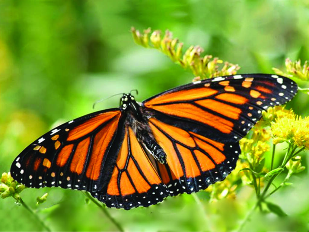 Monarchs are migratory wonders of nature, migrating up to 3,000 miles to their wintering grounds.