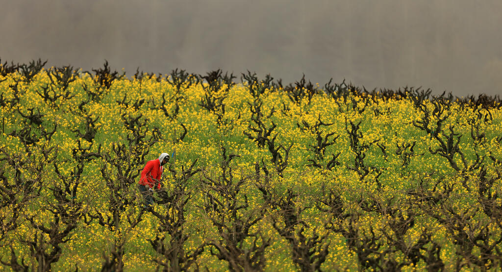 Armando Angula prunes 55-year-old zinfandel vines at Mounts Family Winery in Dry Creek Valley, Wednesday, Jan. 18, 2022. The mustard ground cover was given an early boost thanks to weeks of precipitation. (Kent Porter / The Press Democrat) 2023