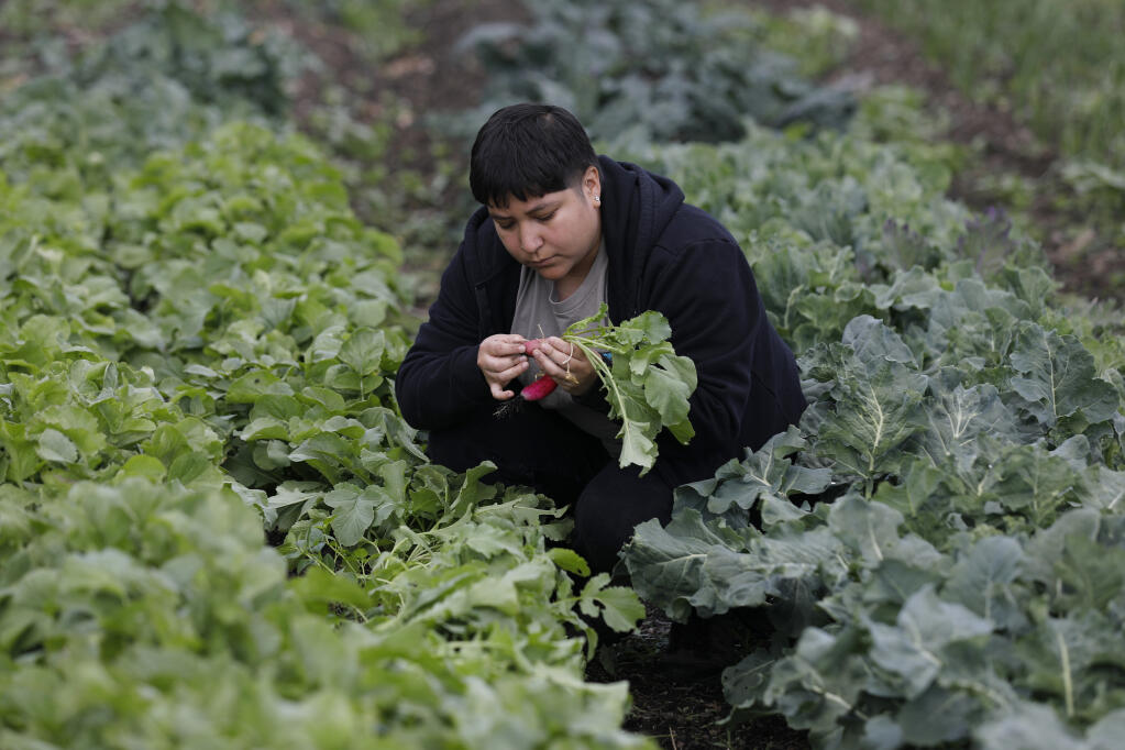 Samantha Arenas, coordinadora de la oficina de Farm to Pantry, cosecha rábanos en Terrace Neighborhood Community Garden en Healdsburg, California, el martes 19 de abril de 2022. (Beth Schlanker/The Press Democrat).