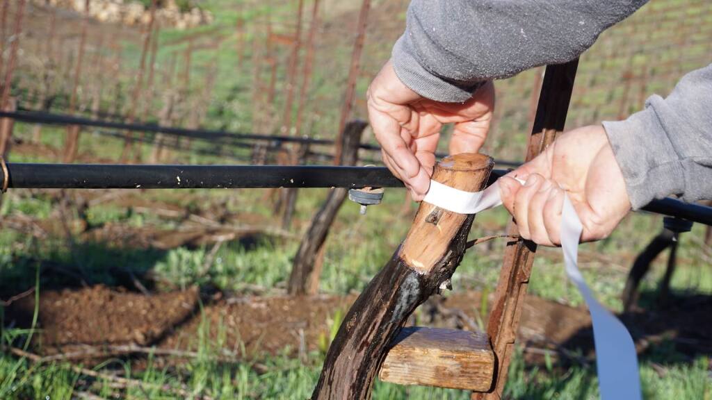 Marcelo Robledo of Grape Land Vineyard Management said 50% of his clients in 2020 relied on bud grafting to transform rootstocks with new varietals to adapt to climate change. (Grape Land Vineyard Management)
