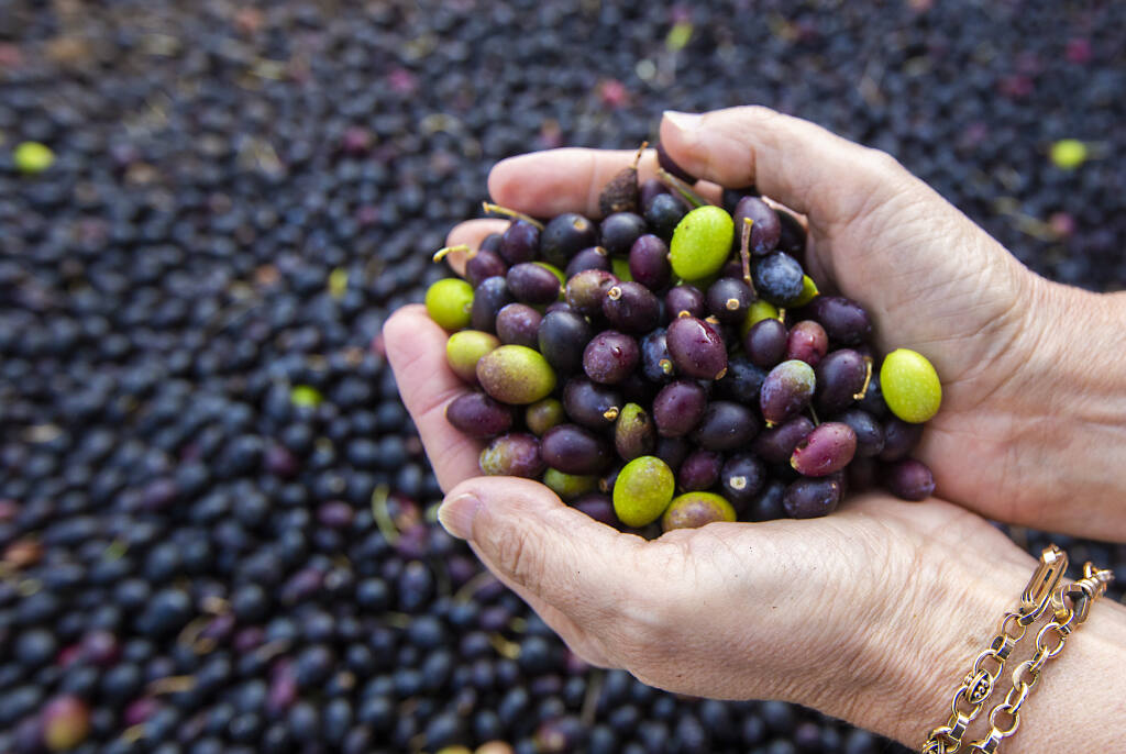 Harvested olives at the Olive Press on Arnold Drive on Tuesday, Nov. 15, 2022. (Robbi Pengelly/Index-Tribune)