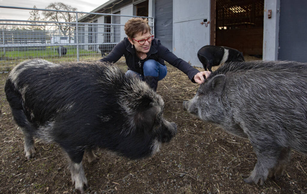 Marybeth Hall, owner of When Pigs Fly Ranch, with evacuees Hansel, left, Sherman, right, and Pumba, in the background, at Charlie’s Acres, the farm animal sanctuary on Napa Road, on Friday, Jan. 13, 2023. (Robbi Pengelly/Index-Tribune)