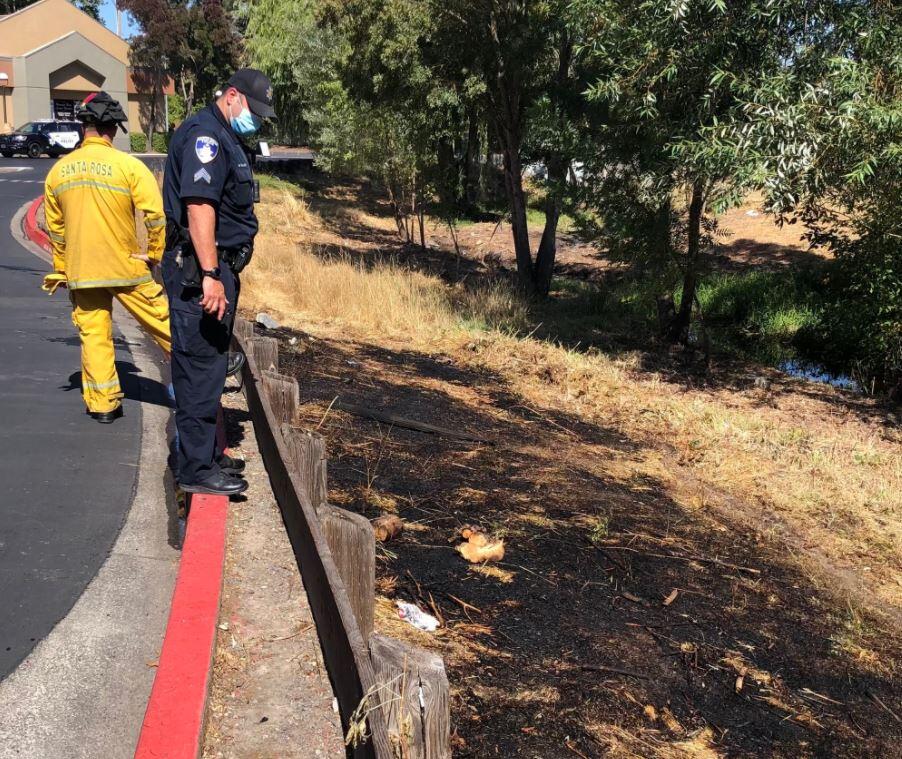 A man was arrested on suspicion of burning a  patch of grass behind the Bay Village Shopping Center in Santa Rosa  on Saturday, Sept. 11, 2021. (Santa Rosa Police Department)