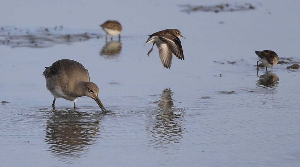 Shorebirds feed at the San Pablo Bay National Wildlife Refuge, Thursday, Jan. 28, 2021 at Sears Point wetland restoration project.  (Kent Porter / The Press Democrat)