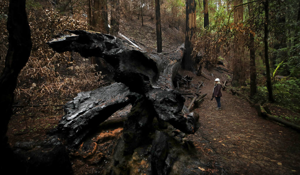 Michele Luna, executive director of the Stewards of the Coast and Redwoods, looks over the charred remains of the Fallen Giant redwood tree damaged by the Walbridge fire in the Armstrong Redwoods State Natural Reserve, Wednesday, March 10, 2021 near Guerneville. While the flat areas of the park remain green, the steep slopes are still blackened by the August 2020 fire.   (Kent Porter / The Press Democrat)