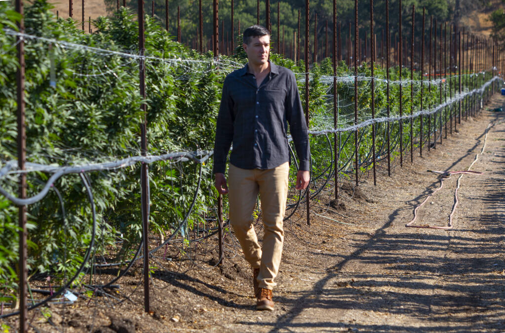 Erich Pearson, CEO and founder of cannabis dispensary Sparc, walks down a row of cannabis plants at his farm on Trinity Road in Glen Ellen on Thursday, Sept. 23, 2021. (Photo by Robbi Pengelly/Index-Tribune)