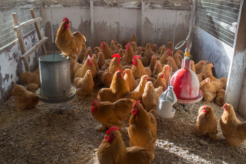 A chicken breeding farm near Seymour, Mo., Jan. 26, 2023. People are snapping up “heavy layers” in response to egg inflation. The chick situation holds lessons about the broader economy. (Neeta Satam/The New York Times)