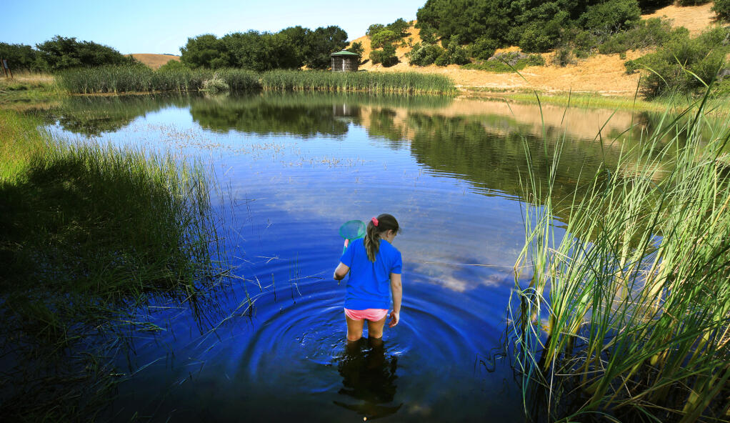 Annabelle Farkas, 8, looks to net fish Wednesday, July 12, 2017, as she takes part in Fiddleheads Camp, run by the Oakland based, Seeds of Awareness at Helen Putnam Regional Park in Petaluma. (KENT PORTER/THE PRESS DEMOCRAT)