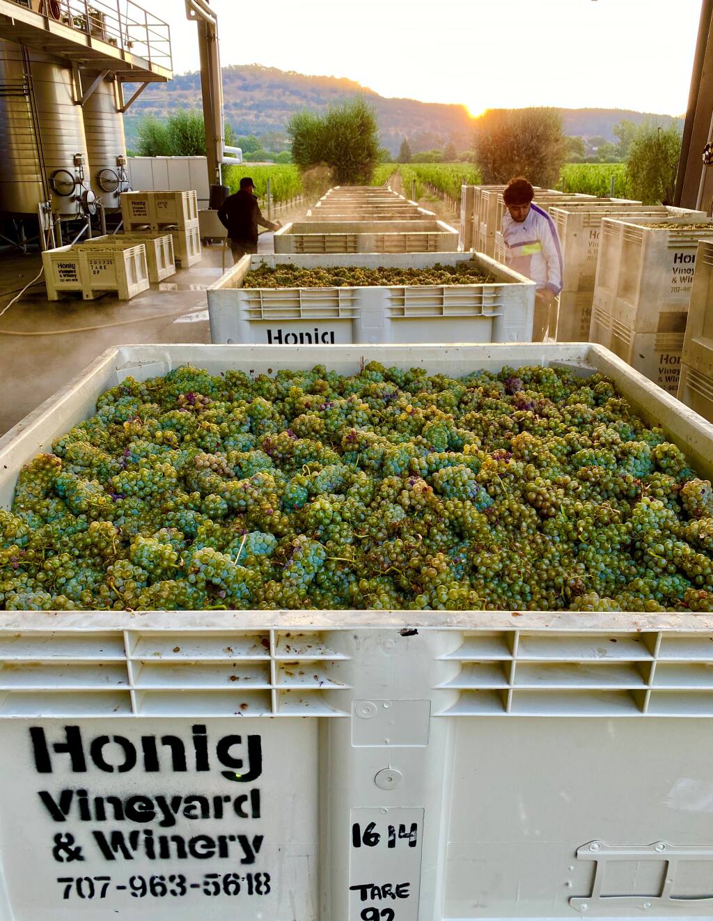 Honig Vineyard & Winery in Rutherford received Napa Valley’s first wine grapes of the 2022 season, with 25 tons of sauvignon blanc picked from Gordon Family Ranch in southeast Napa Valley the night of Aug. 1-2. (Regina Weinstein photo)