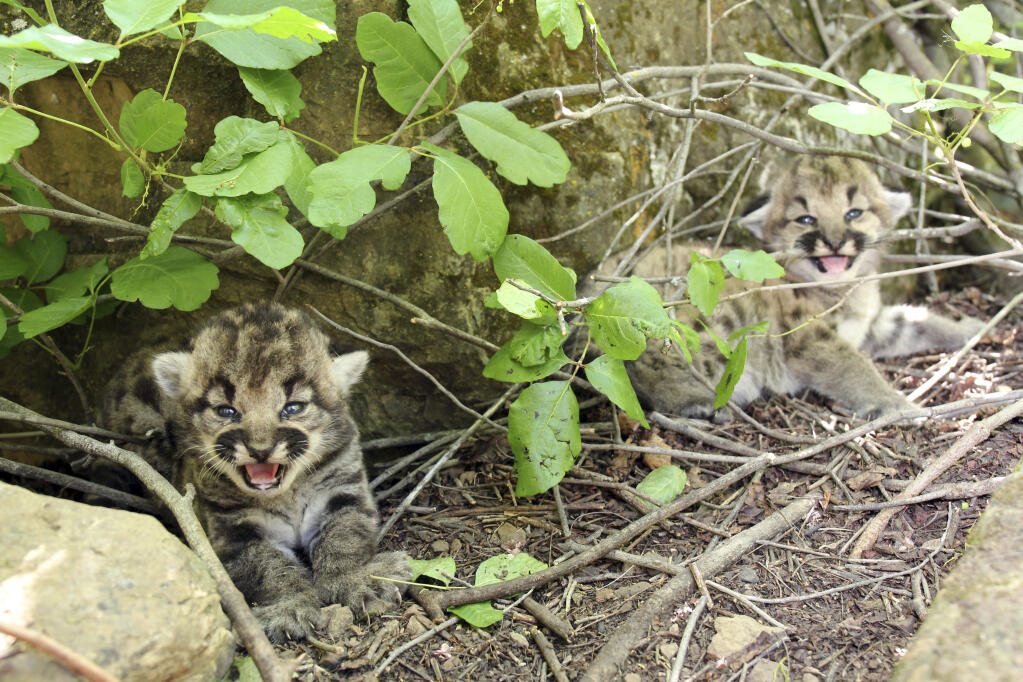 In this photograph provided by the National Park Service, two female mountain lion kittens are seen near a rock in Simi Hills, northwest of Los Angeles, Thursday May 18, 2023. National Park Service (NPS) biologists announced mountain lion P-77 recently gave birth to three female kittens in the Simi Hills, in the Santa Monica and Santa Susana Mountain ranges. (National Park Service via AP)