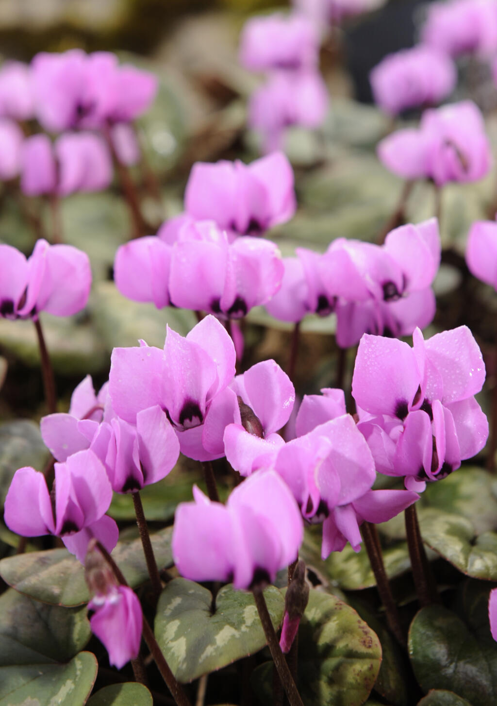 It’s not hard to propagate cyclamen but watch out for mites.   (AP Photo/Winfried Rothermel)