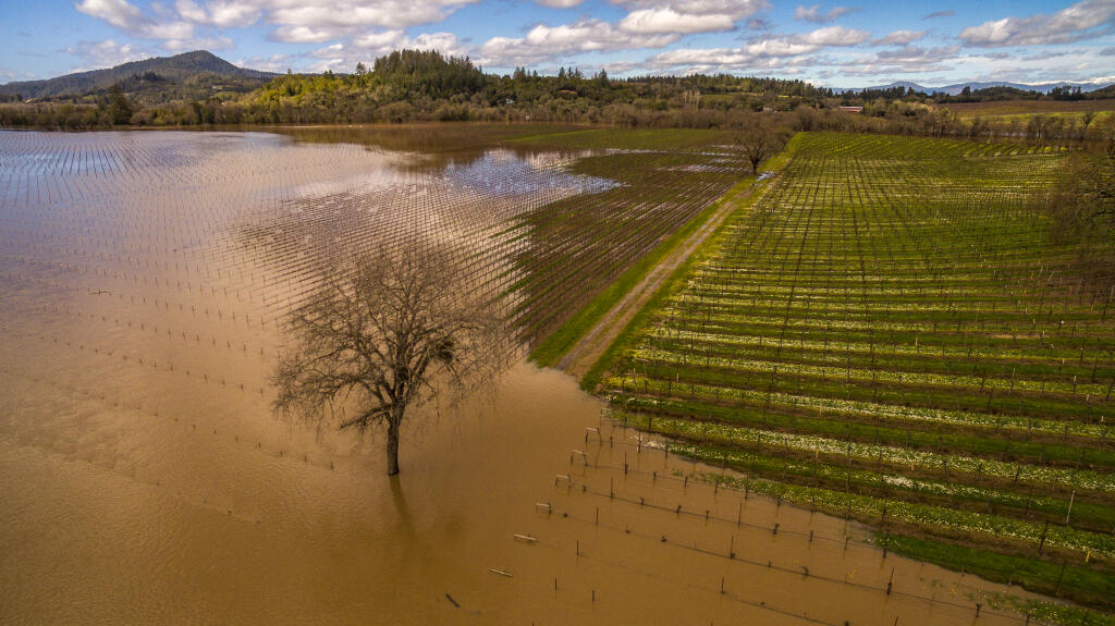 Rain water begins to drain toward the Russian River after an atmospheric river dumped buckets on Sonoma County and the Jackson Family chardonnay vineyards along River Road near Trenton Friday March 10, 2023. (Chad Surmick / The Press Democrat)