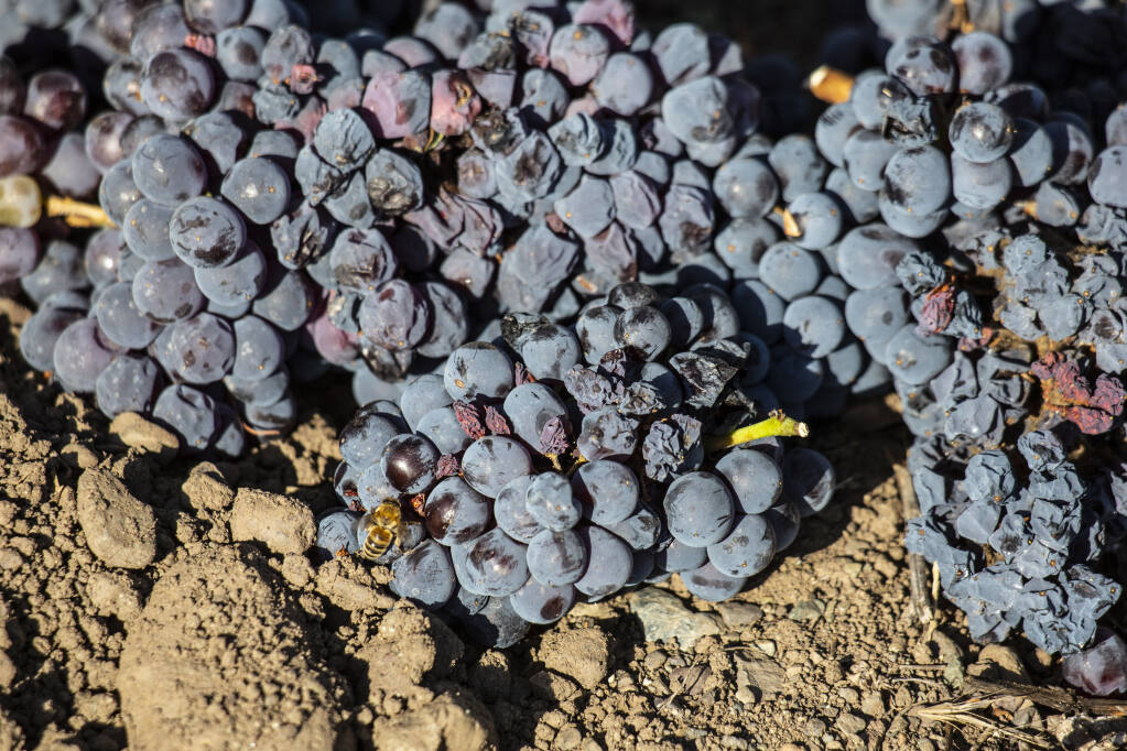 Grapes deemed unfit for wine because of smoke that recently filled Sonoma Valley are removed from the vine and left on the ground at Landmark Vineyard in October 2020. (Robbi Pengelly/Index-Tribune)