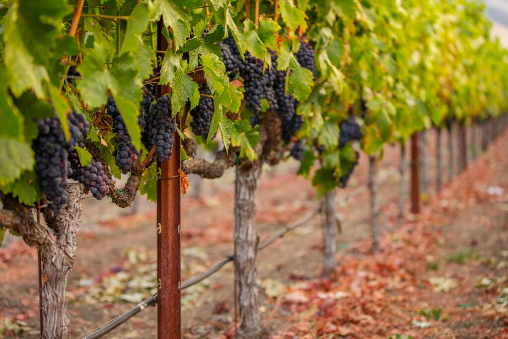 Rombauer Vineyards is looking to deploy the water-conservation lessons learned from the 2014-2015 drought to the predicted dry, hot season of 2021. (Wildly Simple Productions photo)