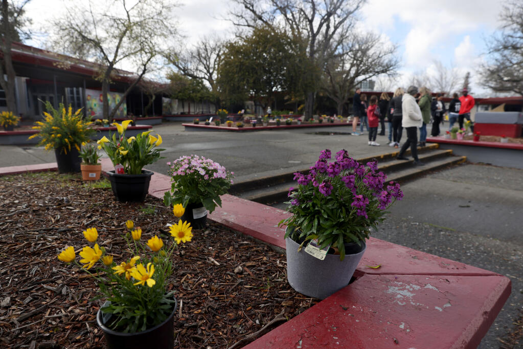 Potted plants, placed by members of the community, fill the quad at Montgomery High School in Santa Rosa, Sunday, March 5, 2023. (Beth Schlanker / The Press Democrat)