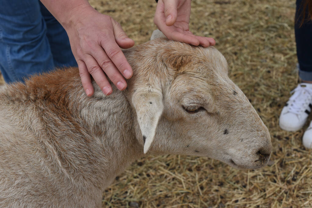 Lucy the sheep will take part in a Sept. 19 meditation. (Erik Castro/for The Press Democrat)