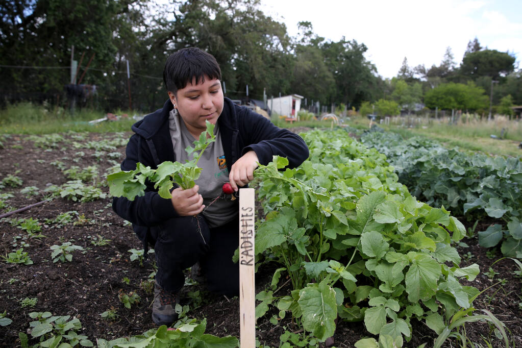 Samantha Arenas, office coordinator at Farm to Pantry, harvests radishes at Terrace Neighborhood Community Garden in Healdsburg, Calif., on Tuesday, April 19, 2022.(Beth Schlanker/The Press Democrat)