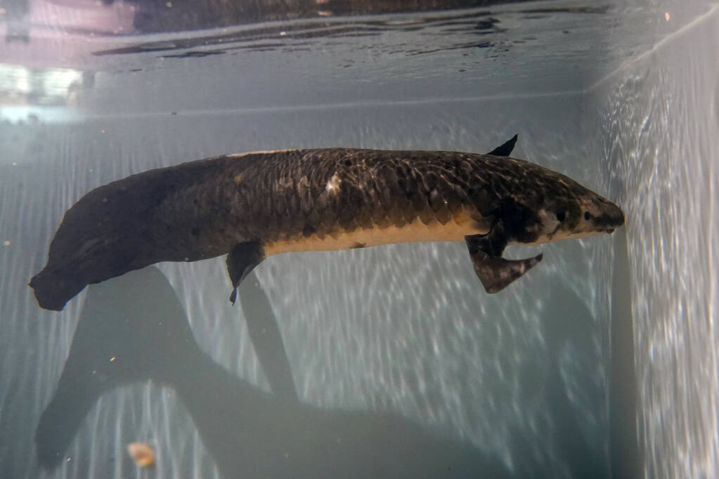 Methuselah, a 4-foot-long, 40-pound Australian lungfish that was brought to the California Academy of Sciences in 1938 from Australia, swims in its tank in San Francisco, Monday, Jan. 24, 2022. (AP Photo/Jeff Chiu)