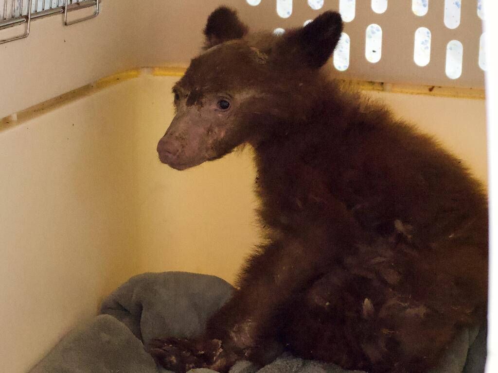 This male bear captured March 13 was one of two severely undersized yearlings found wandering alone in and around eastern Humboldt County in late February and early March 2021. They are among about 17 young American black bears that have turned up mostly in the Tahoe Basin since 2014 with a cluster of symptoms and brain inflammation from some unknown cause. (Humboldt Wildlife Care Center)