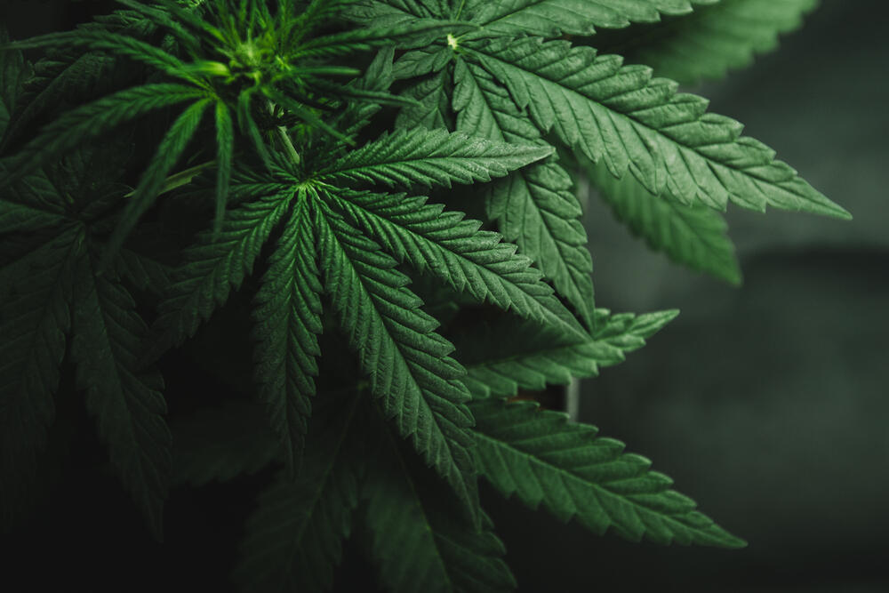 A California drug enforcement group tasked with cracking down on illegal cannabis operations seized more than $100 million in unlicensed cannabis products for the third quarter, state regulatory officials reported this month. (Yarygin / Shutterstock)