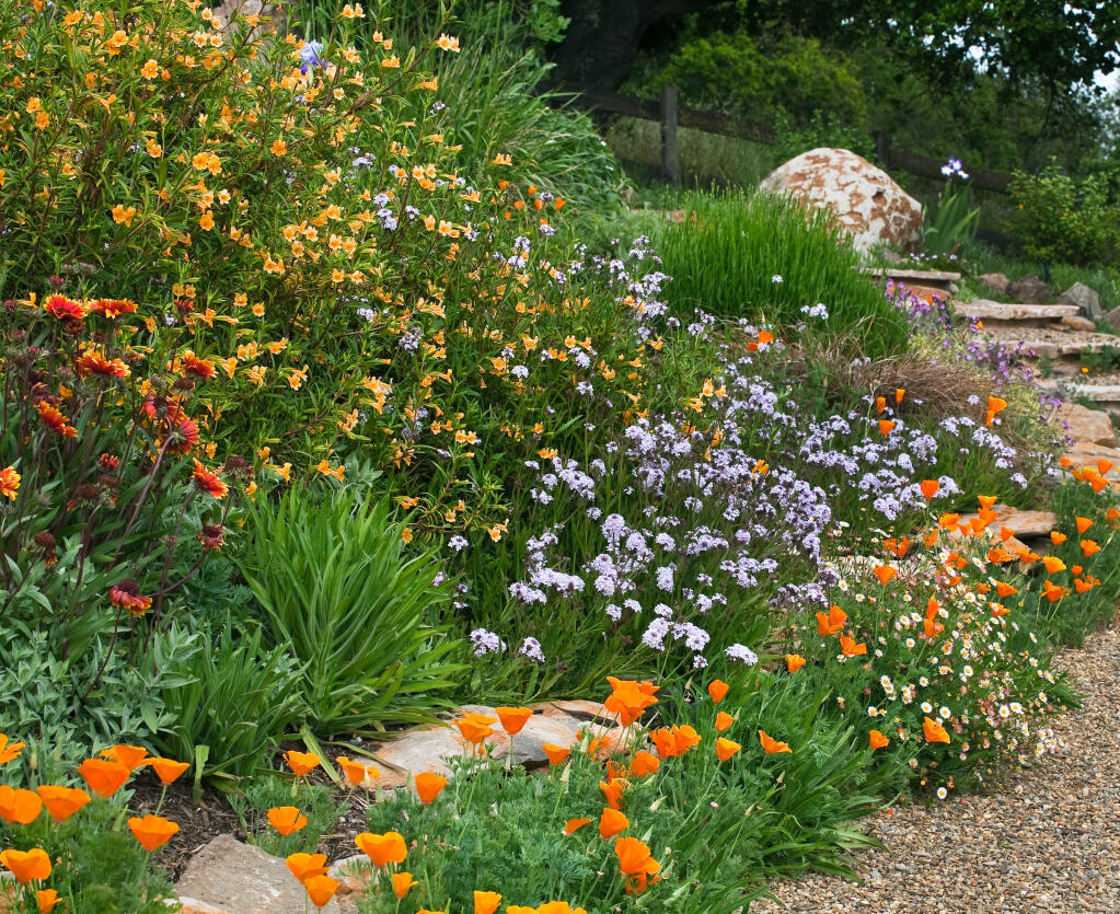 This colorful deer-proof, drought-tolerant flower garden on a hill includes California native plants such as California poppies and monkeyflower. (Saxon Holt)