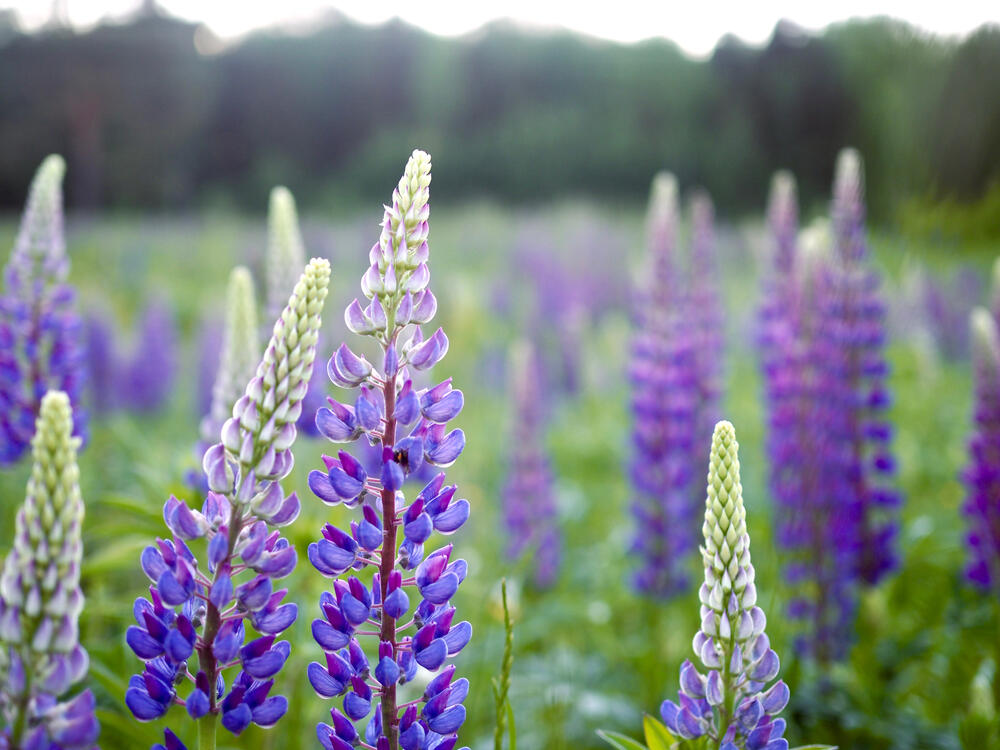 Lupine is one of the wildflowers to look for in Sonoma County. (Alyona Shu / Shutterstock)