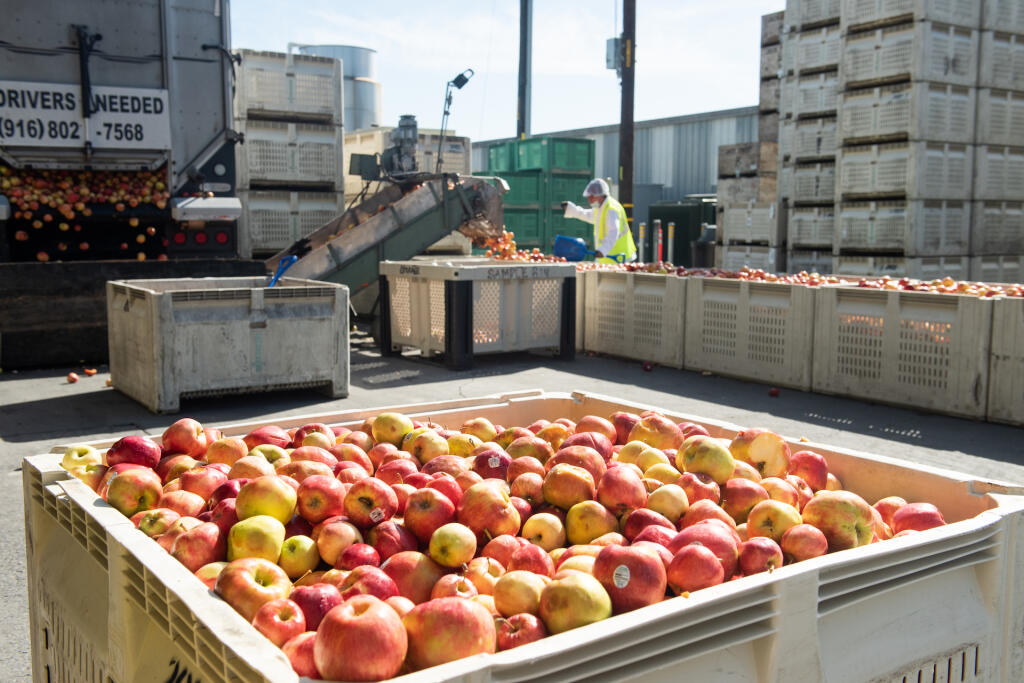 Apples wait to be processed at Manzana Products outside of Graton. (Sonoma County Farm Bureau)