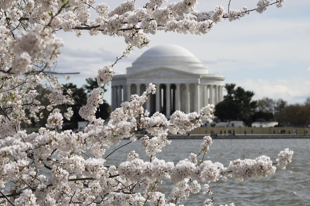 This image provided by the National Cherry Blossom Festival shows the Jefferson Memorial visible through blooming cherry blossom branches in Washington, DC. (National Cherry Blossom Festival via AP)