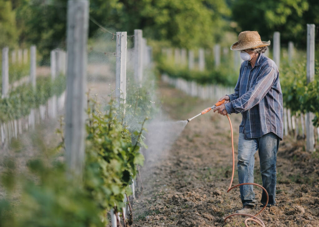 Sonoma County has the third highest rate of childhood cancers in the state, most likely due to the use of pesticides in vineyards. Stock photo.