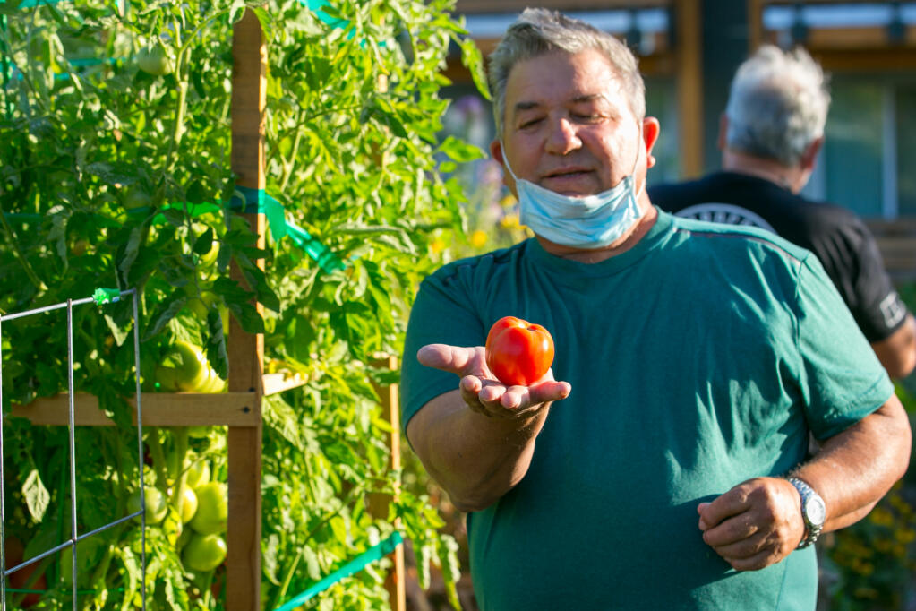 Michael Garcia admires his ripe tomato at Celestina Garden Apartments community garden, Wednesday, July 15, 2020. (Photo by Julie Vader/special to the Index-Tribune)